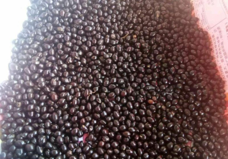 山豆根种子发芽率95%以上货到付款免费提供种植技术