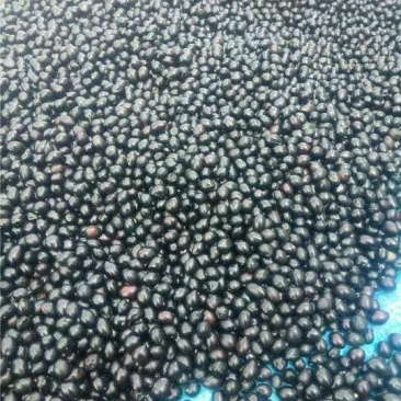 山豆根种子发芽率95%以上货到付款免费提供种植技术