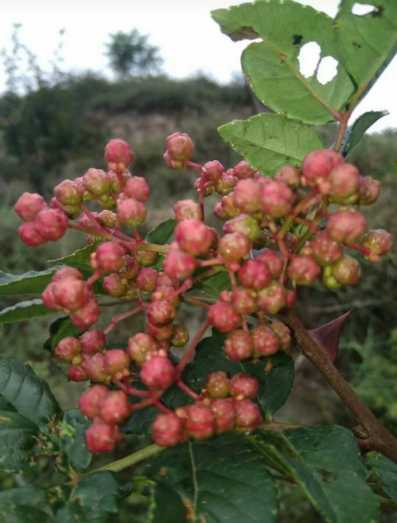 甘肃武都:无刺花椒成年树