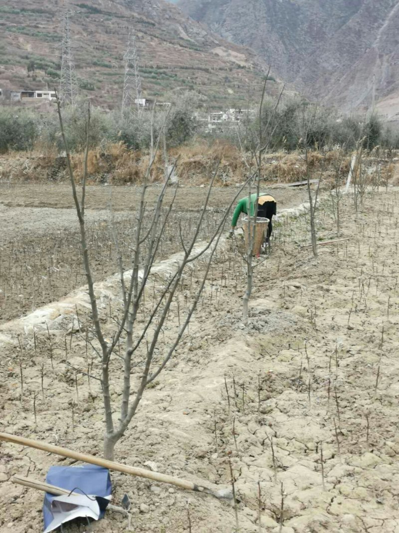 甘肃武都:无刺花椒成年树