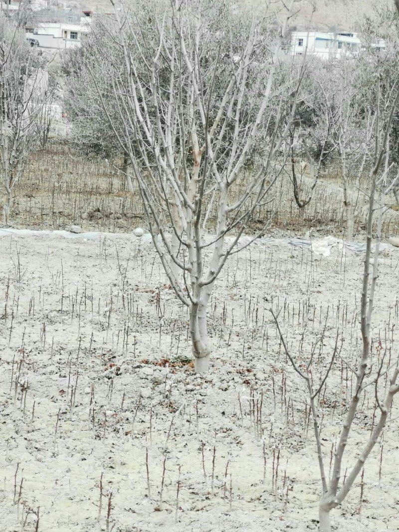 甘肃武都:无刺花椒成年树