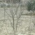 甘肃武都:无刺花椒成年树