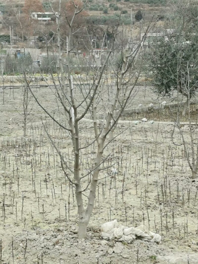 甘肃武都:无刺花椒成年树