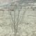 甘肃武都:无刺花椒成年树