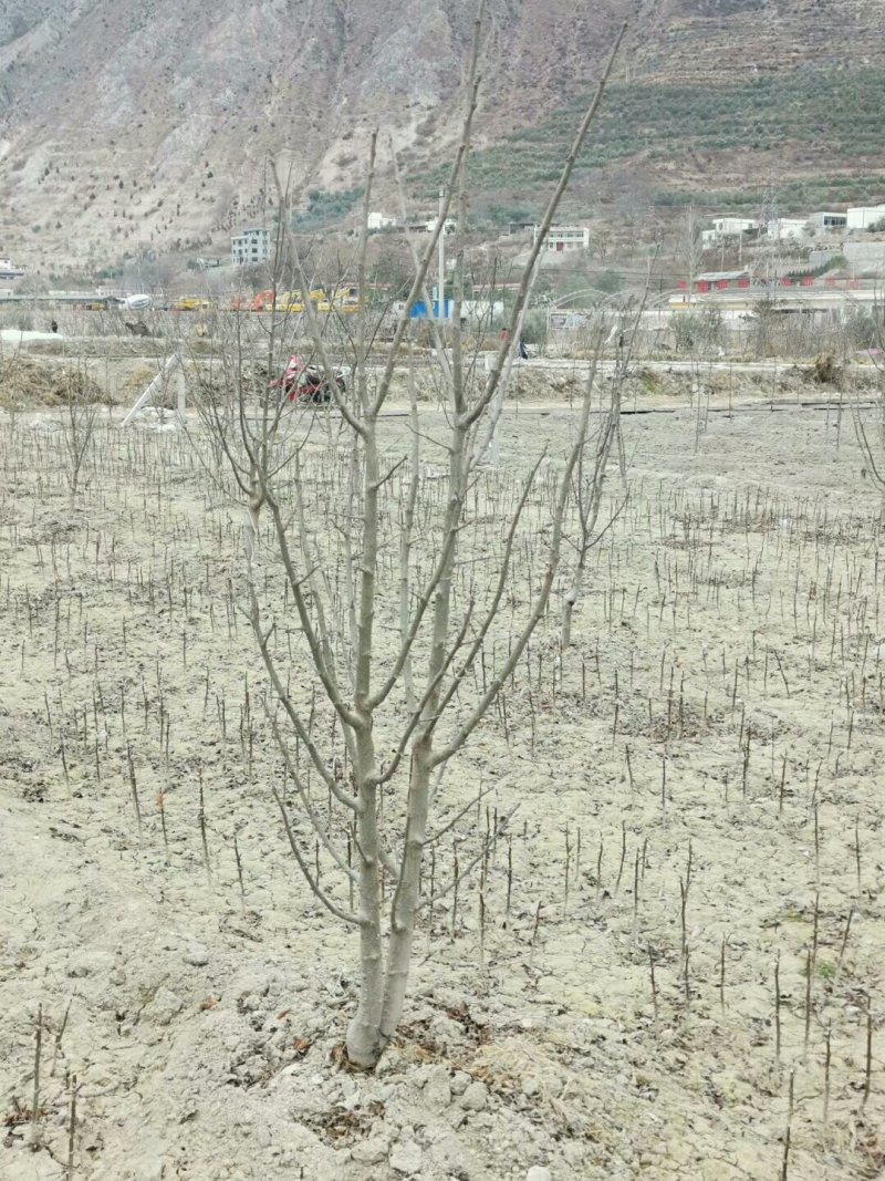 甘肃武都:无刺花椒成年树