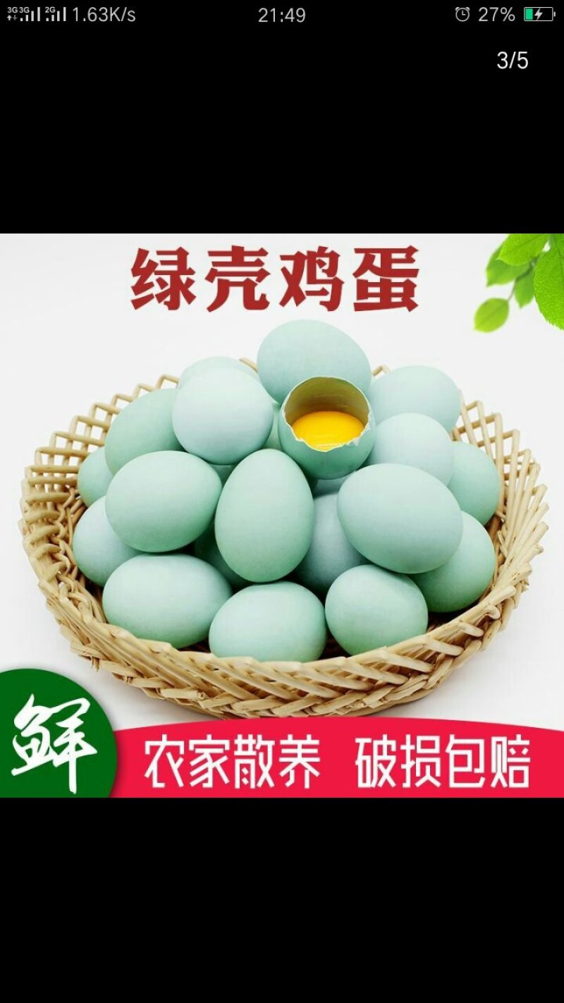 绿壳鸡蛋乌鸡蛋可孵化出壳高百分之九十五绿壳