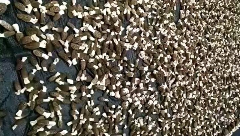 新鲜羊肚菌一公斤顺丰包邮欢迎代理一件代发新鲜菌菇
