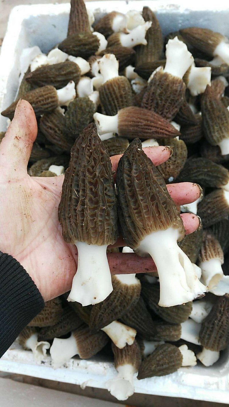 新鲜羊肚菌一公斤顺丰包邮欢迎代理一件代发新鲜菌菇
