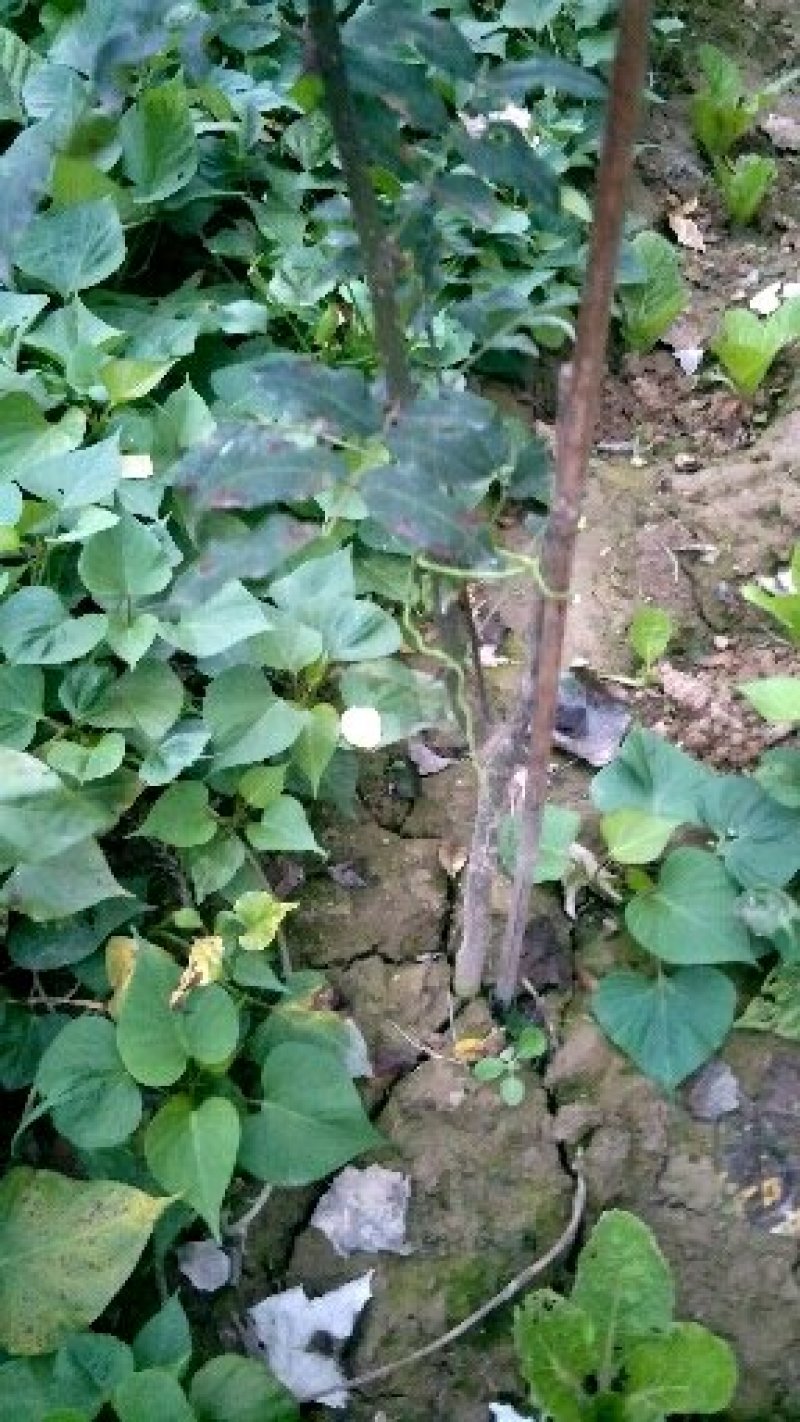甘肃：无刺嫁接大红袍花椒苗（伏椒）提供种植技术