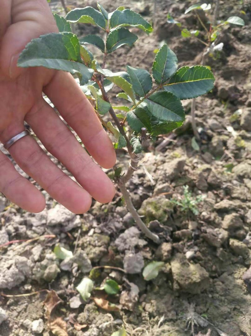 甘肃：无刺嫁接大红袍花椒苗（伏椒）提供种植技术