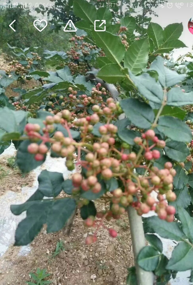 甘肃：无刺嫁接大红袍花椒苗（伏椒）提供种植技术