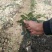 甘肃：无刺嫁接大红袍花椒苗（伏椒）提供种植技术