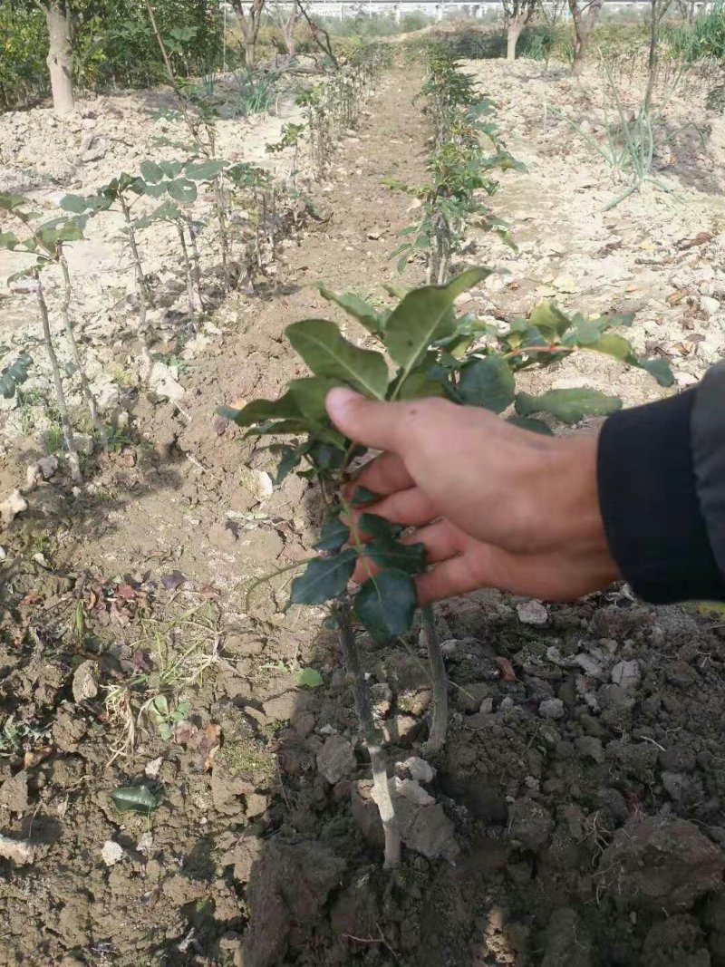 甘肃：无刺嫁接大红袍花椒苗（伏椒）提供种植技术