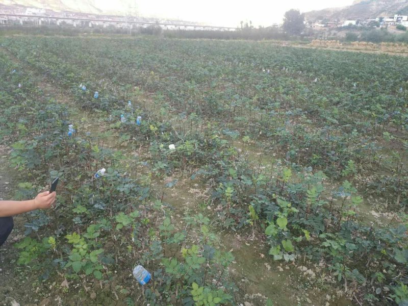 甘肃：无刺嫁接大红袍花椒苗（伏椒）提供种植技术