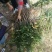 甘肃：无刺嫁接大红袍花椒苗（伏椒）提供种植技术