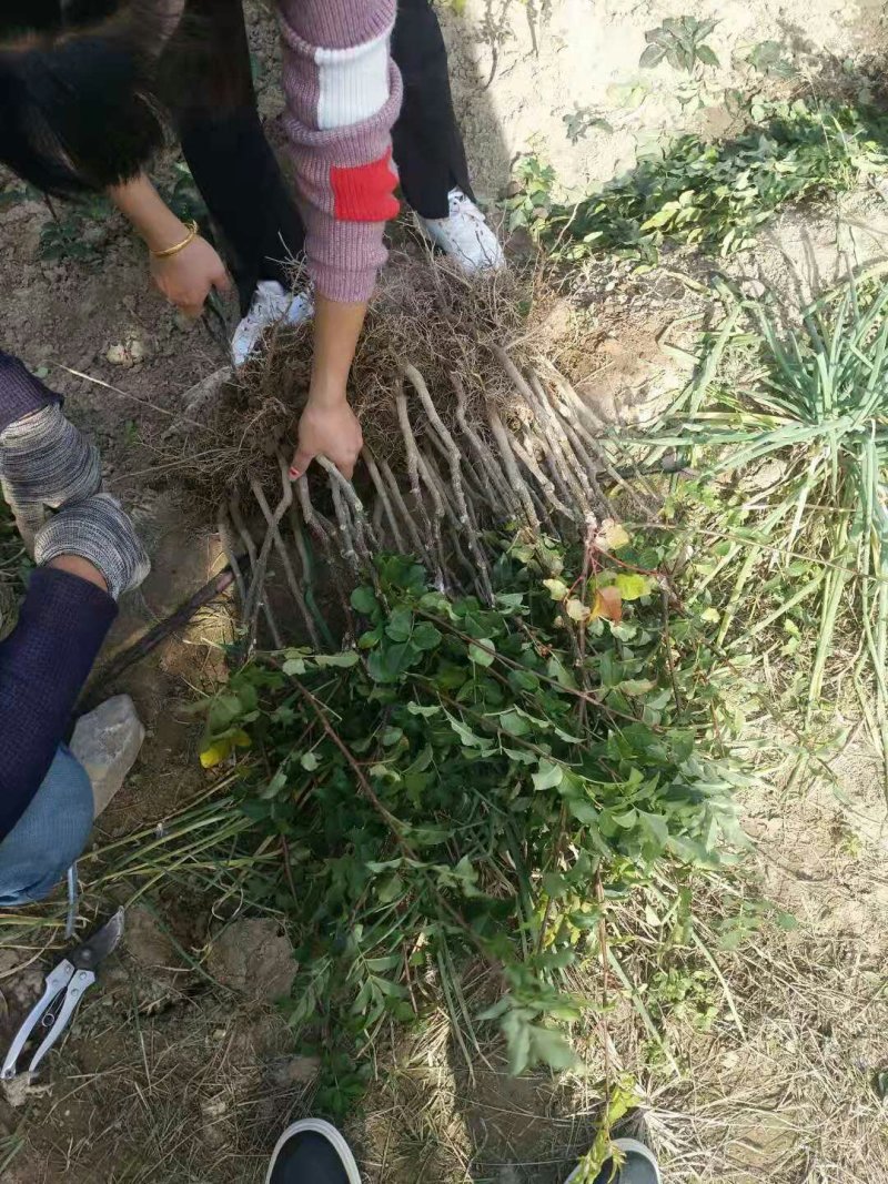 甘肃：无刺嫁接大红袍花椒苗（伏椒）提供种植技术