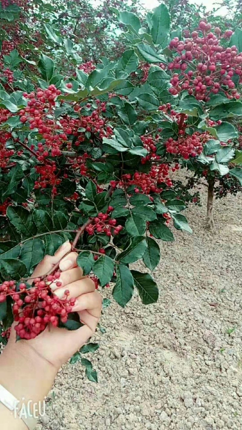 甘肃：无刺嫁接大红袍花椒苗（伏椒）提供种植技术