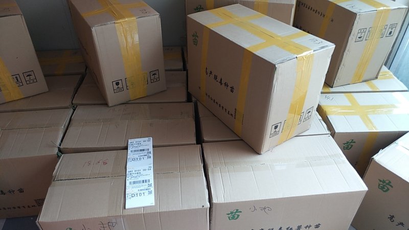 脱毒原种西瓜红（普薯32）红薯苗，基地直供，支持线上交易