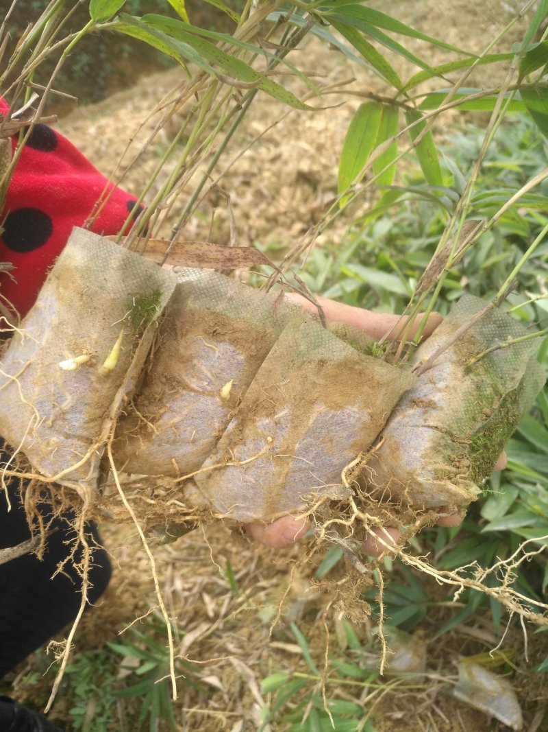 楠竹(毛竹)苗优质竹苗眉山竹苗产地直发货发全国