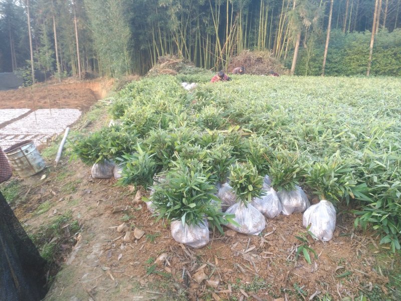 楠竹(毛竹)苗优质竹苗眉山竹苗产地直发货发全国