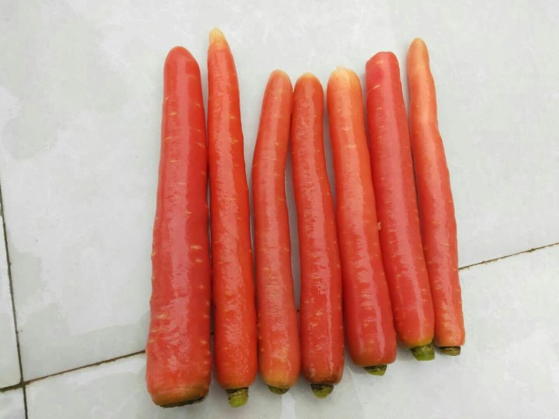 胡萝卜，福建蔬菜胡萝卜精品胡萝卜，大量上市，万亩基地合作