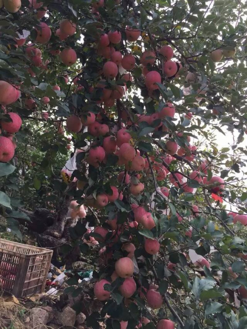 嫁接烟富8红富士苹果树苗，基地直销1-5公分粗度