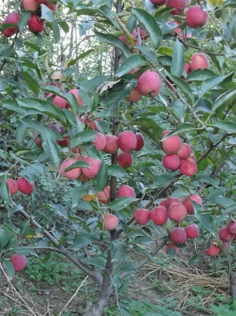 嫁接烟富8红富士苹果树苗，基地直销1-5公分粗度