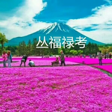 丛生福禄考基地花海专用
