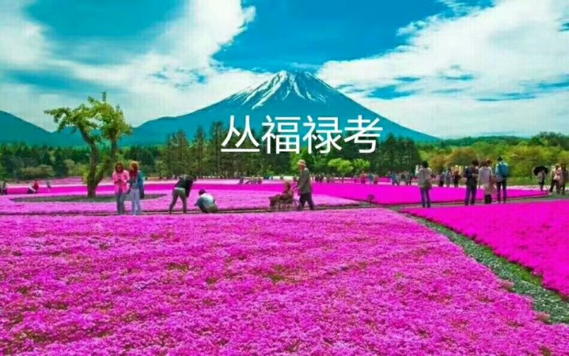 丛生福禄考基地花海专用