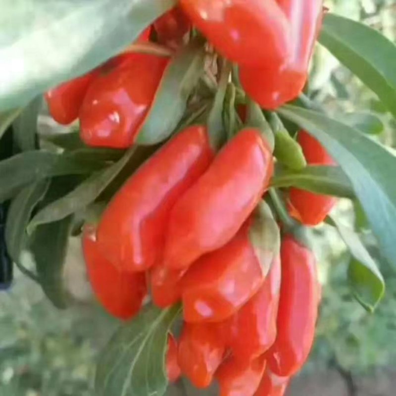 🌱无添加.无硫🌱宁夏产地直销👍👍