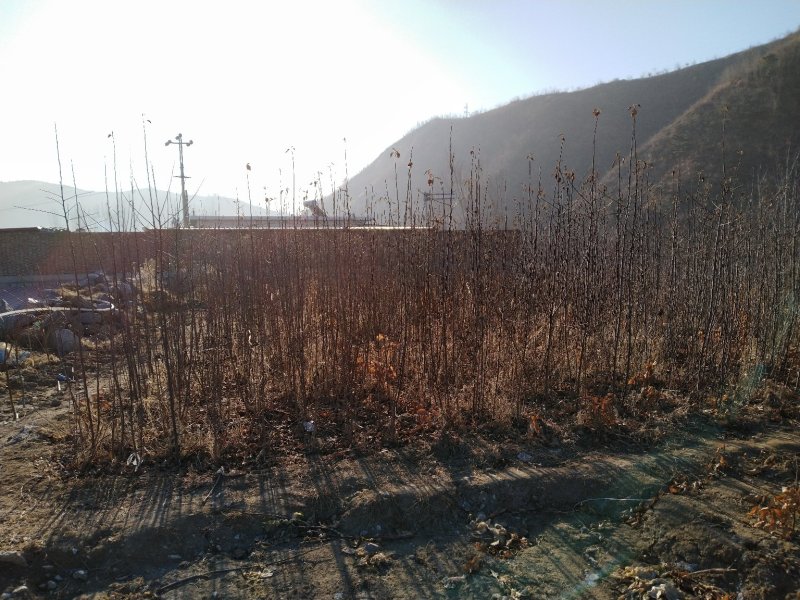 烟富8三年生乔化苹果苗