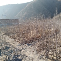 烟富8三年生乔化苹果苗