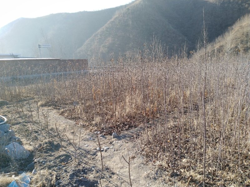 烟富8三年生乔化苹果苗
