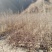 烟富8三年生乔化苹果苗
