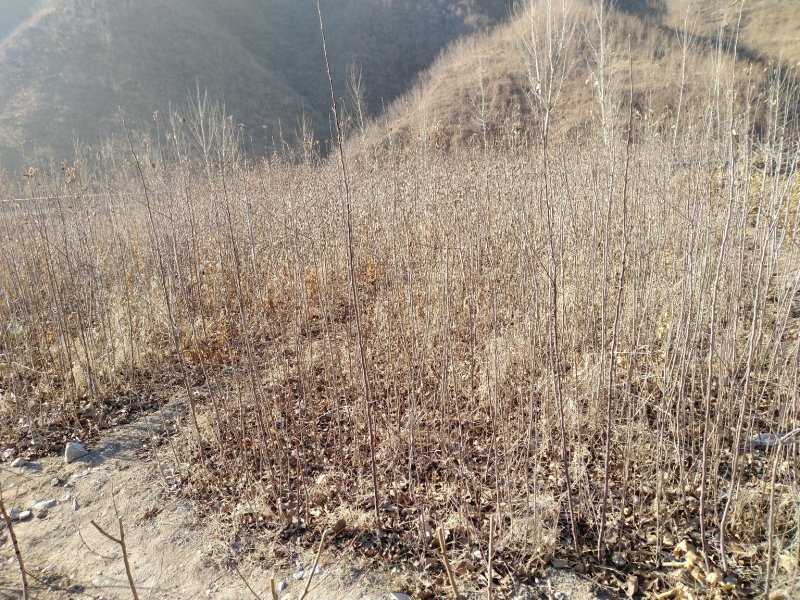烟富8三年生乔化苹果苗