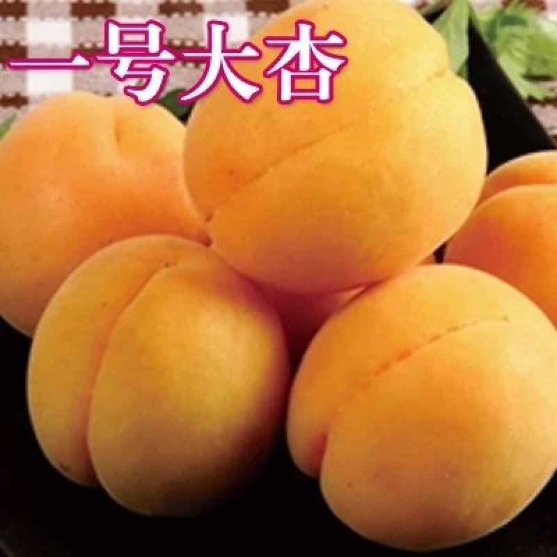 杏树苗，包活包结果，品种齐全。