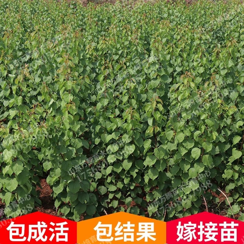 杏树苗，包活包结果，品种齐全。