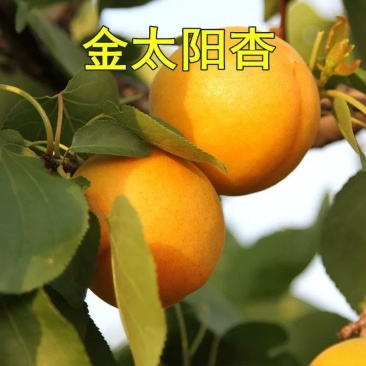杏树苗，包活包结果，品种齐全。