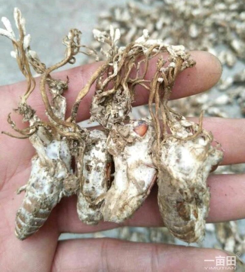 金蝉花货好量大不满意保退换产地安徽