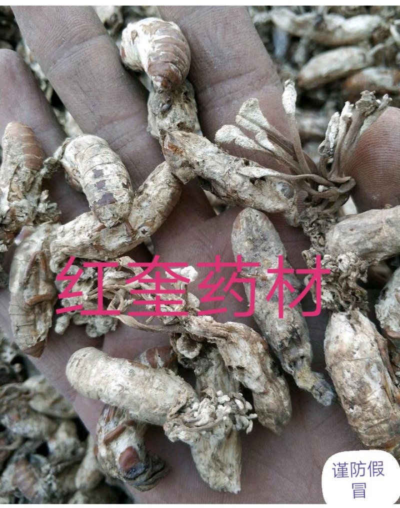 金蝉花货好量大不满意保退换产地安徽