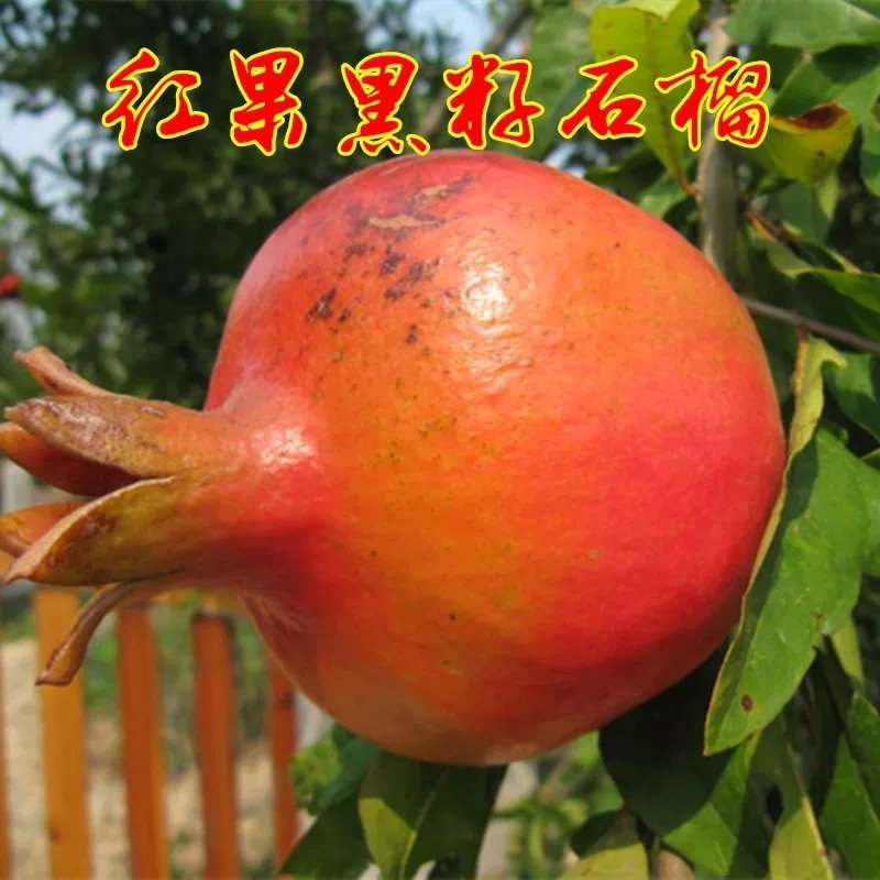 红果黑籽石榴苗