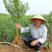 红果黑籽石榴苗