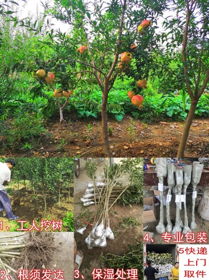红果黑籽石榴苗
