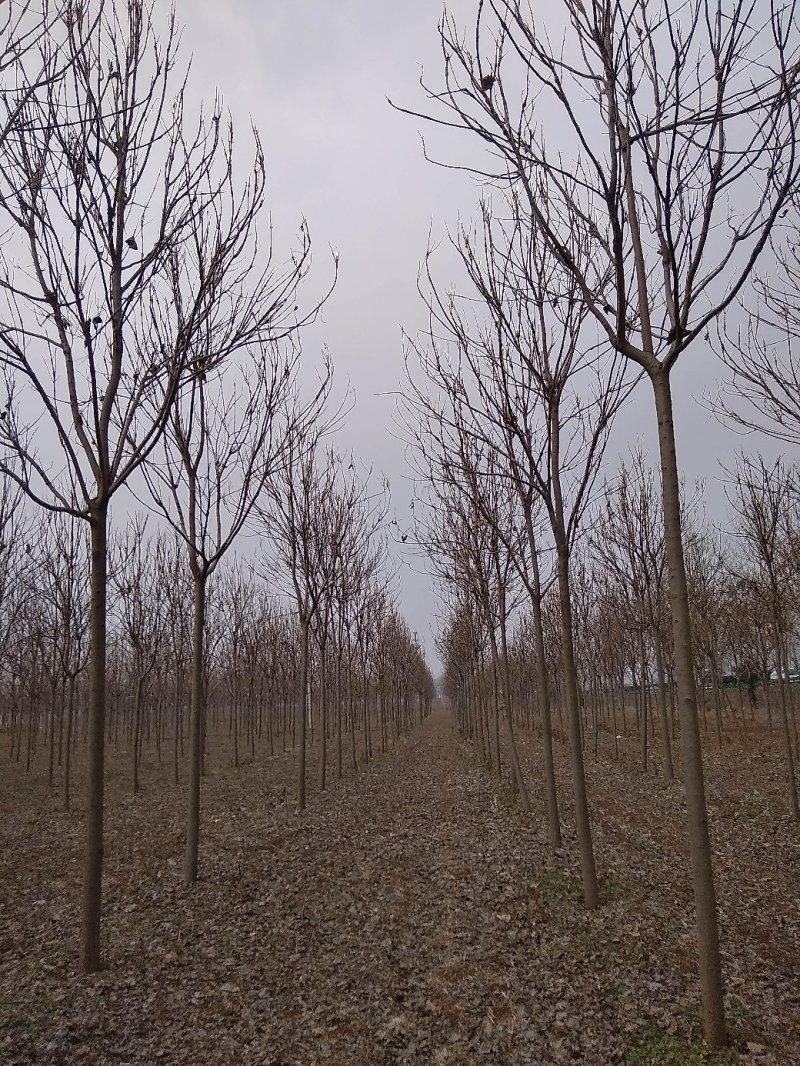 十一公分精品楸树