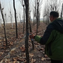 刺槐大量供应带土球，裸根，截杆，原貌，速生；大量供应现货