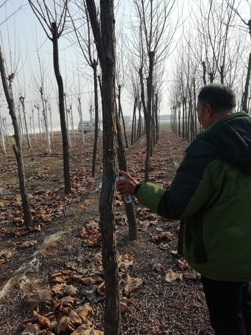 刺槐大量供应带土球，裸根，截杆，原貌，速生；大量供应现货