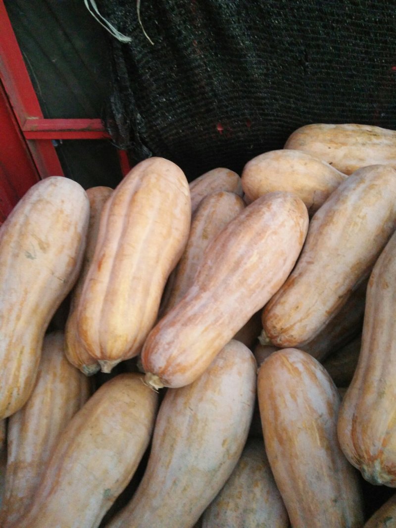 金韩密本，特优，南瓜，个头大，口感面甜，！！！！！