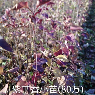 [推荐]紫丁香小苗、红丁香、暴马丁香、四季丁香工程苗