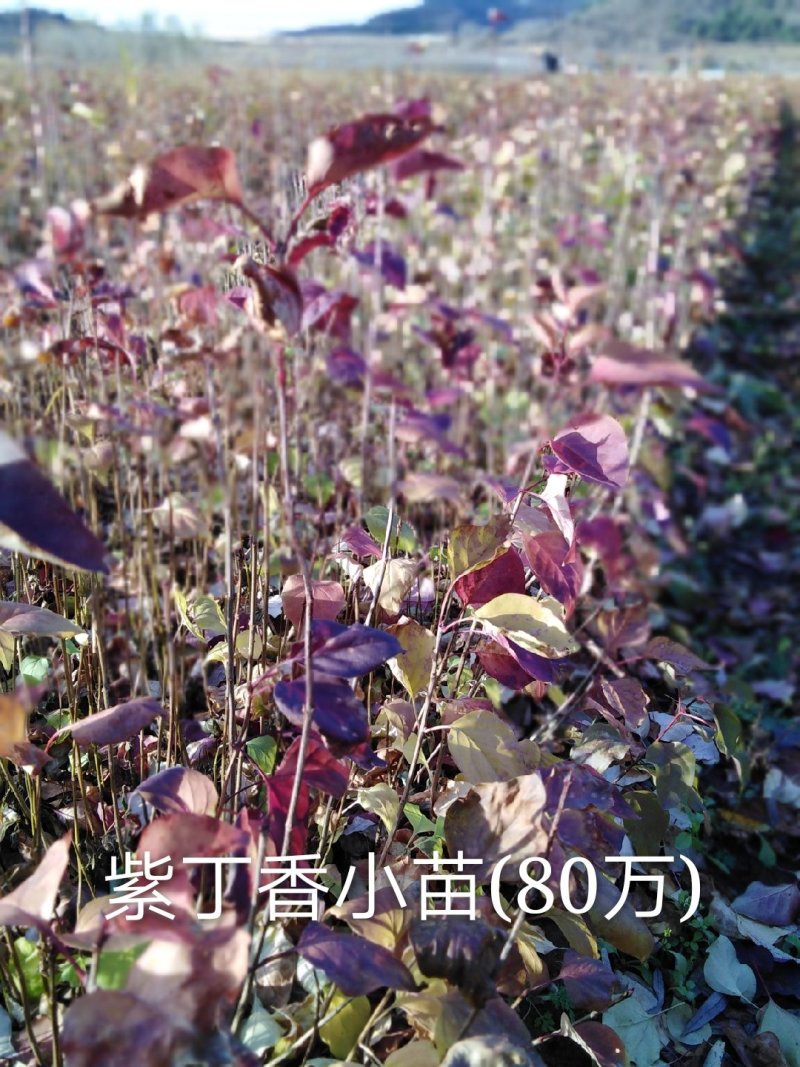 [推荐]紫丁香小苗、红丁香、暴马丁香、四季丁香工程苗