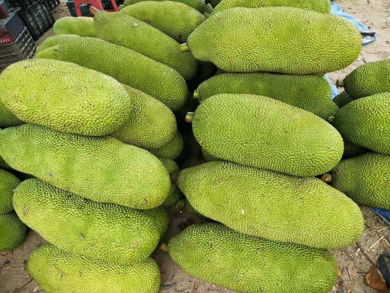 菠萝蜜